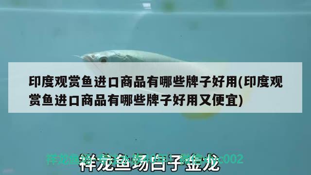 印度觀賞魚進(jìn)口商品有哪些牌子好用(印度觀賞魚進(jìn)口商品有哪些牌子好用又便宜) 觀賞魚進(jìn)出口