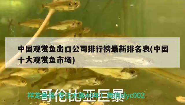 中國(guó)觀賞魚(yú)出口公司排行榜最新排名表(中國(guó)十大觀賞魚(yú)市場(chǎng)) 觀賞魚(yú)進(jìn)出口