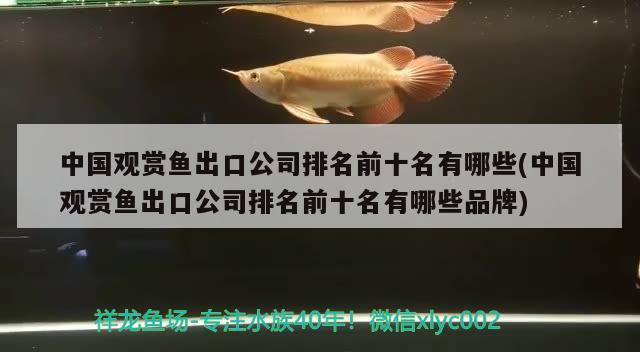 中國觀賞魚出口公司排名前十名有哪些(中國觀賞魚出口公司排名前十名有哪些品牌) 觀賞魚進出口