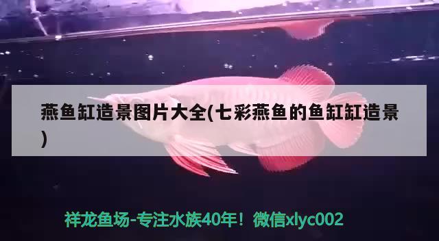 燕魚缸造景圖片大全(七彩燕魚的魚缸缸造景) 綠皮辣椒小紅龍