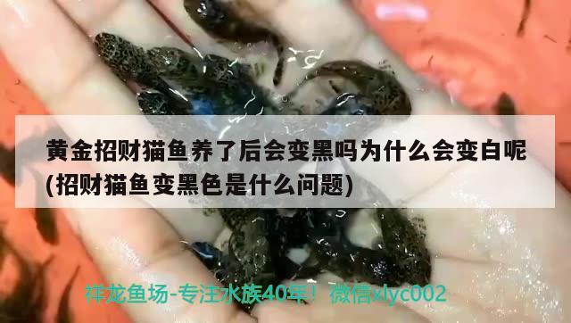 黃金招財貓魚養(yǎng)了后會變黑嗎為什么會變白呢(招財貓魚變黑色是什么問題) 黃金招財貓魚