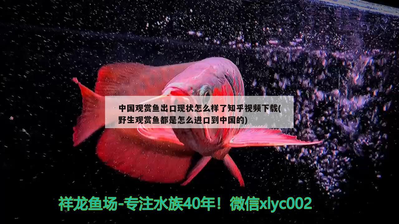 中國(guó)觀賞魚(yú)出口現(xiàn)狀怎么樣了知乎視頻下載(野生觀賞魚(yú)都是怎么進(jìn)口到中國(guó)的) 觀賞魚(yú)進(jìn)出口