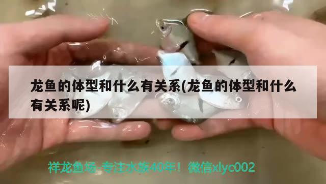 河北泗海魚缸廠電話號(hào)碼多少?。恒艉Ｖ乒抻邢薰? title=