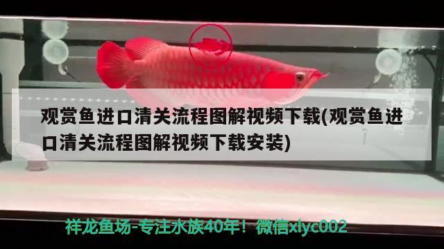 觀賞魚(yú)進(jìn)口清關(guān)流程圖解視頻下載(觀賞魚(yú)進(jìn)口清關(guān)流程圖解視頻下載安裝) 觀賞魚(yú)進(jìn)出口