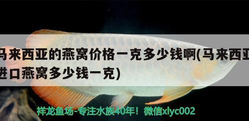 商丘魚(yú)缸維修電話多少號(hào)碼（商丘賣魚(yú)缸的電話） 黃吉金龍（白子金龍魚(yú)） 第5張