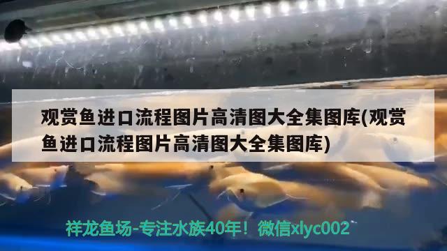 觀賞魚進口流程圖片高清圖大全集圖庫(觀賞魚進口流程圖片高清圖大全集圖庫) 觀賞魚進出口