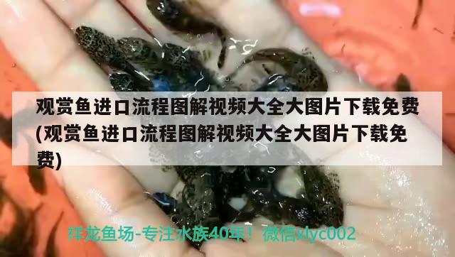 觀賞魚進(jìn)口流程圖解視頻大全大圖片下載免費(fèi)(觀賞魚進(jìn)口流程圖解視頻大全大圖片下載免費(fèi)) 觀賞魚進(jìn)出口