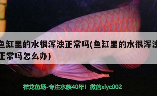 銀龍魚可以吃飼料嗎（銀龍魚可以吃魚食嗎）