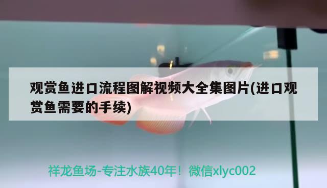 觀賞魚進(jìn)口流程圖解視頻大全集圖片(進(jìn)口觀賞魚需要的手續(xù))