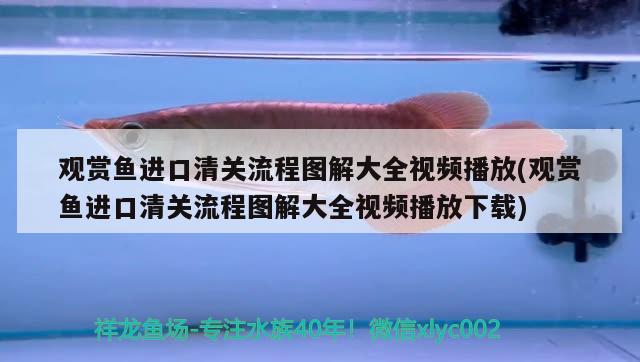 觀賞魚進口清關流程圖解大全視頻播放(觀賞魚進口清關流程圖解大全視頻播放下載) 觀賞魚進出口