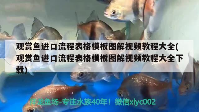 觀賞魚進(jìn)口流程表格模板圖解視頻教程大全(觀賞魚進(jìn)口流程表格模板圖解視頻教程大全下載) 觀賞魚進(jìn)出口 第2張