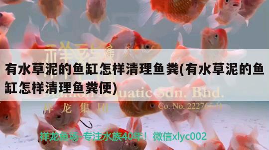 為什么錦鯉魚缸水面出現(xiàn)泡沫？該如何處理？