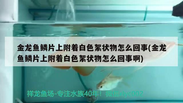 金龍魚鱗片上附著白色絮狀物怎么回事(金龍魚鱗片上附著白色絮狀物怎么回事啊)