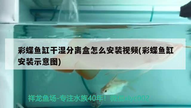 彩蝶魚缸干濕分離盒怎么安裝視頻(彩蝶魚缸安裝示意圖)