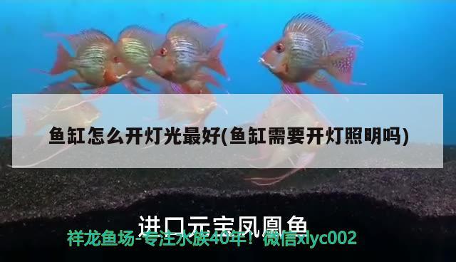 魚缸怎么開燈光最好(魚缸需要開燈照明嗎)