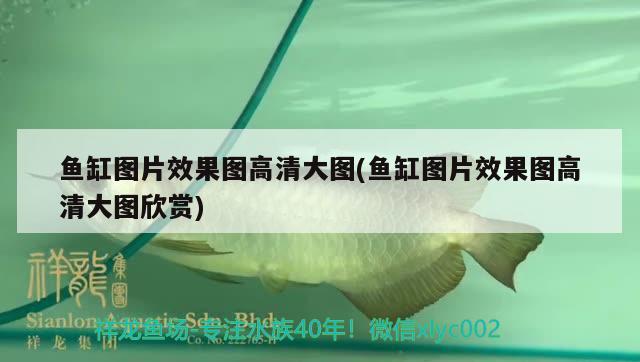 魚缸圖片效果圖高清大圖(魚缸圖片效果圖高清大圖欣賞)