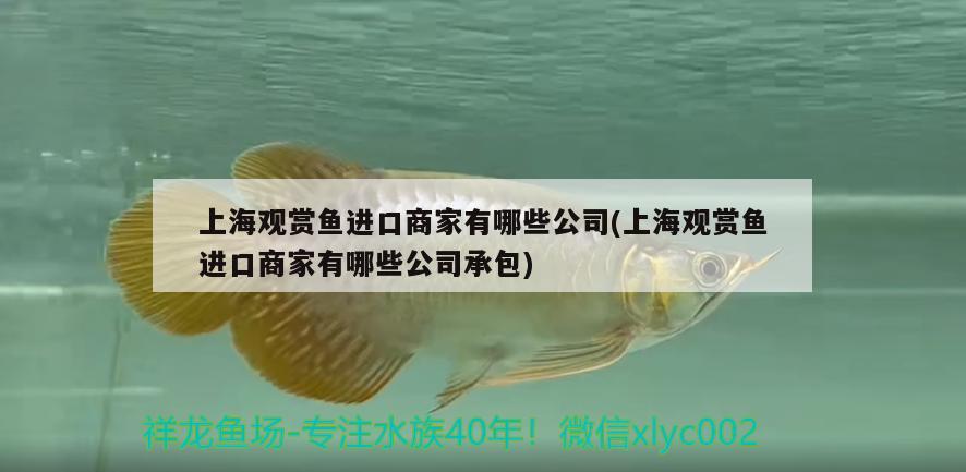 上海觀賞魚進口商家有哪些公司(上海觀賞魚進口商家有哪些公司承包)