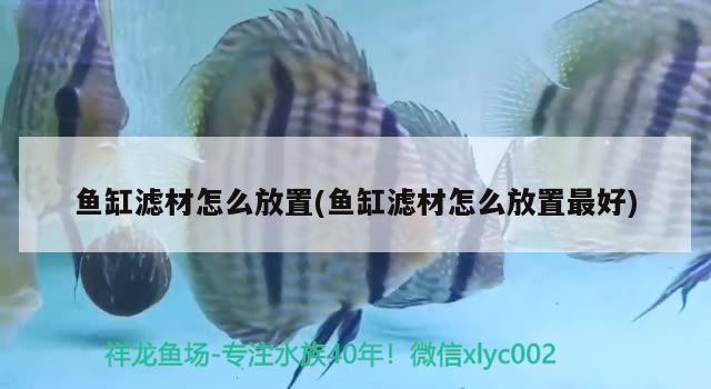 魚缸濾材怎么放置(魚缸濾材怎么放置最好) 龍鳳鯉魚