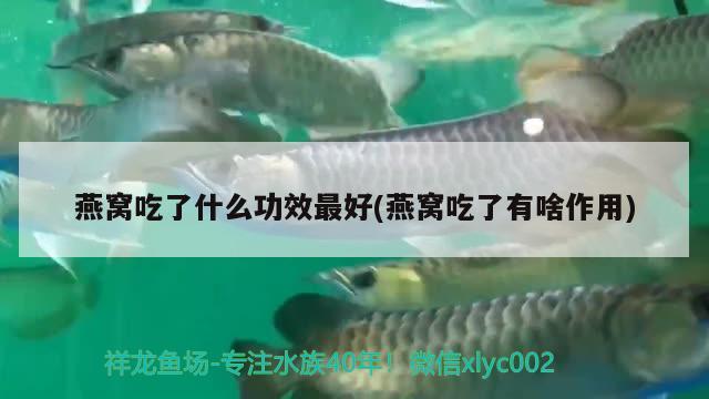 燕窩吃了什么功效最好(燕窩吃了有啥作用) 馬來西亞燕窩