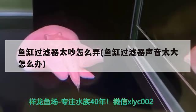 秦皇島觀賞魚熱帶魚批發(fā)市場（哪個海灘更適合潛水） 黃吉金龍（白子金龍魚）