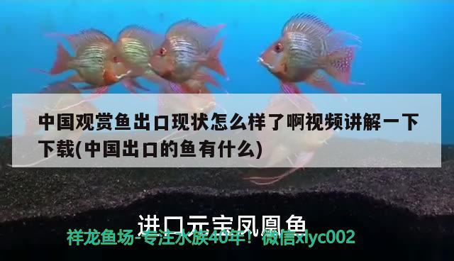 淮北魚缸清洗保養(yǎng)電話地址是多少（武漢大木裝飾） 斑馬狗頭魚 第1張