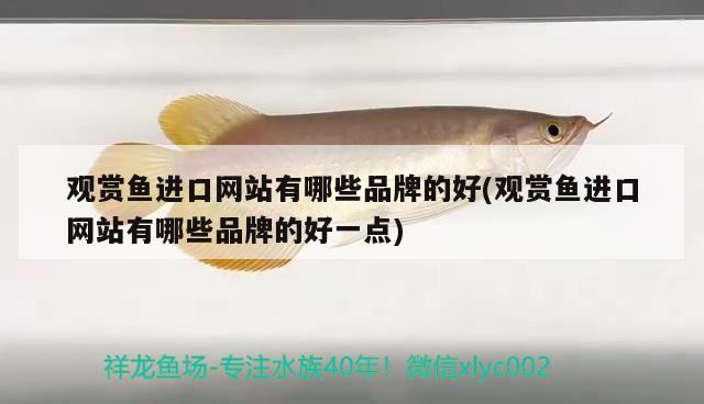 觀賞魚進(jìn)口網(wǎng)站有哪些品牌的好(觀賞魚進(jìn)口網(wǎng)站有哪些品牌的好一點(diǎn)) 觀賞魚進(jìn)出口