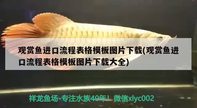 手喂巴西亞虎魚 巴西亞魚 第2張