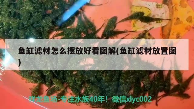 魚缸濾材怎么擺放好看圖解(魚缸濾材放置圖) 非洲金鼓魚