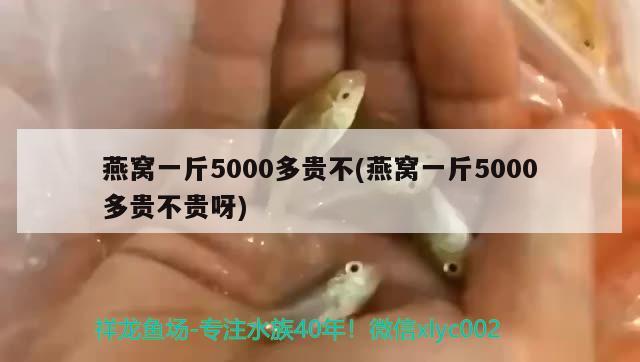 燕窩一斤5000多貴不(燕窩一斤5000多貴不貴呀)