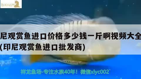 印尼觀賞魚進(jìn)口價格多少錢一斤啊視頻大全圖片(印尼觀賞魚進(jìn)口批發(fā)商) 觀賞魚進(jìn)出口