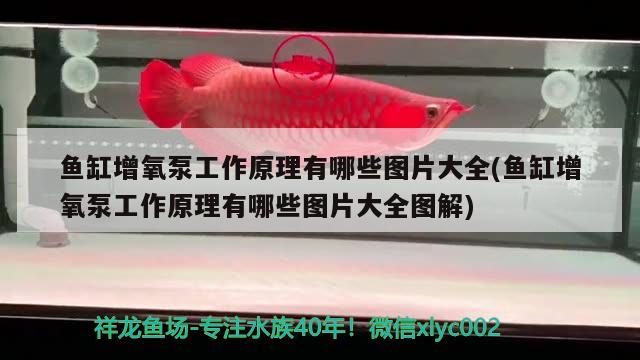 魚缸增氧泵工作原理有哪些圖片大全(魚缸增氧泵工作原理有哪些圖片大全圖解)