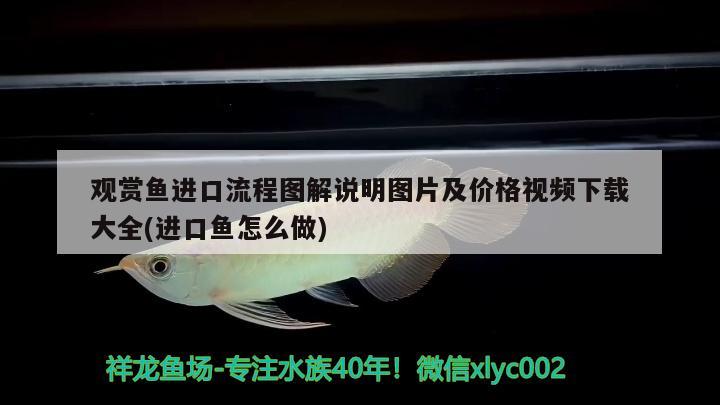 觀賞魚進口流程圖解說明圖片及價格視頻下載大全(進口魚怎么做)