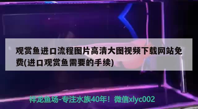 觀賞魚進口流程圖片高清大圖視頻下載網(wǎng)站免費(進口觀賞魚需要的手續(xù)) 觀賞魚進出口