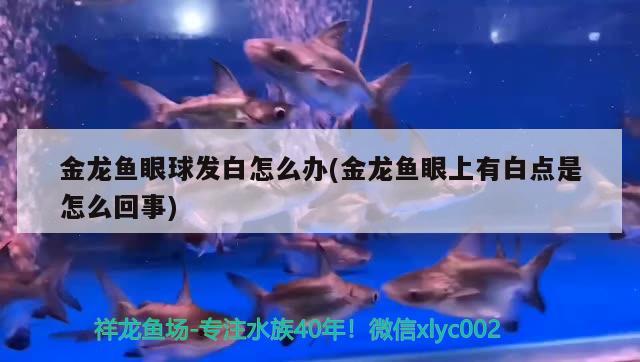 金龍魚眼球發(fā)白怎么辦(金龍魚眼上有白點(diǎn)是怎么回事)