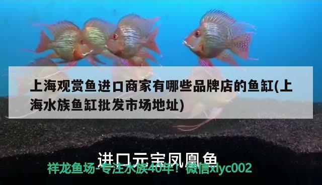 上海觀賞魚進口商家有哪些品牌店的魚缸(上海水族魚缸批發(fā)市場地址) 觀賞魚進出口