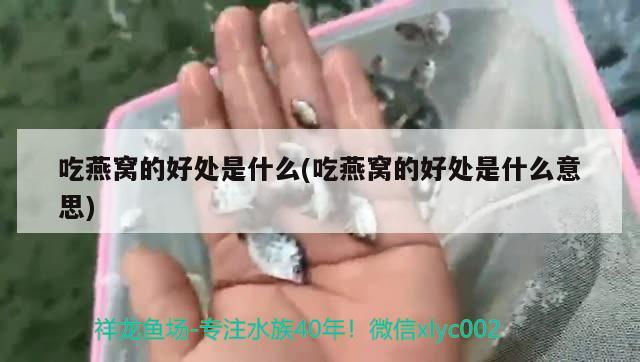 吃燕窩的好處是什么(吃燕窩的好處是什么意思) 馬來西亞燕窩