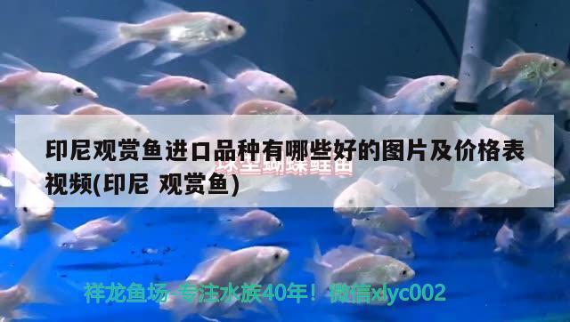 印尼觀賞魚進(jìn)口品種有哪些好的圖片及價(jià)格表視頻(印尼觀賞魚) 觀賞魚進(jìn)出口