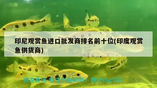 印尼觀賞魚進(jìn)口批發(fā)商排名前十位(印度觀賞魚供貨商)