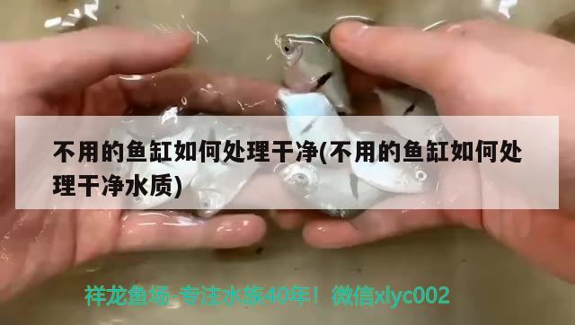 不用的魚缸如何處理干凈(不用的魚缸如何處理干凈水質(zhì)) 白條過背金龍魚