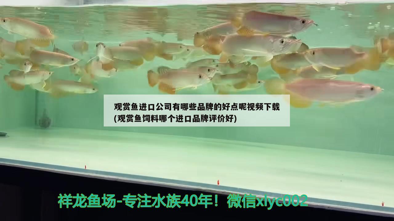 觀賞魚進(jìn)口公司有哪些品牌的好點(diǎn)呢視頻下載(觀賞魚飼料哪個(gè)進(jìn)口品牌評(píng)價(jià)好) 觀賞魚進(jìn)出口