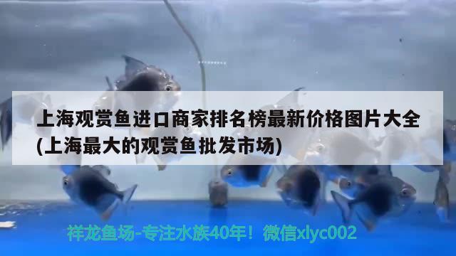 上海觀賞魚進(jìn)口商家排名榜最新價格圖片大全(上海最大的觀賞魚批發(fā)市場)