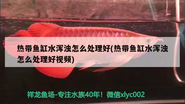 熱帶魚缸水渾濁怎么處理好(熱帶魚缸水渾濁怎么處理好視頻)