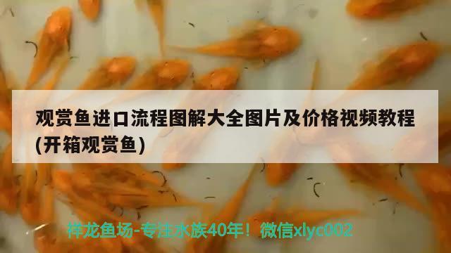 觀賞魚進(jìn)口流程圖解大全圖片及價格視頻教程(開箱觀賞魚)