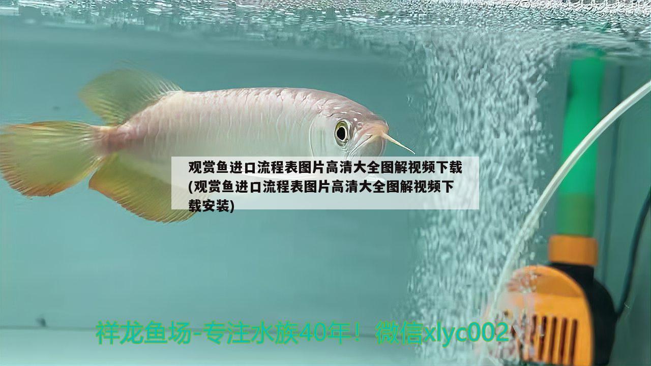 觀賞魚進口流程表圖片高清大全圖解視頻下載(觀賞魚進口流程表圖片高清大全圖解視頻下載安裝) 觀賞魚進出口