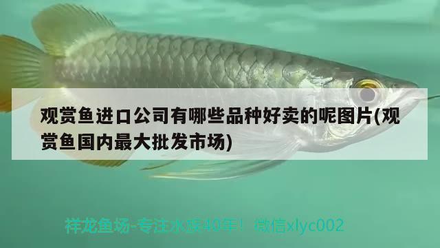 北京觀賞魚