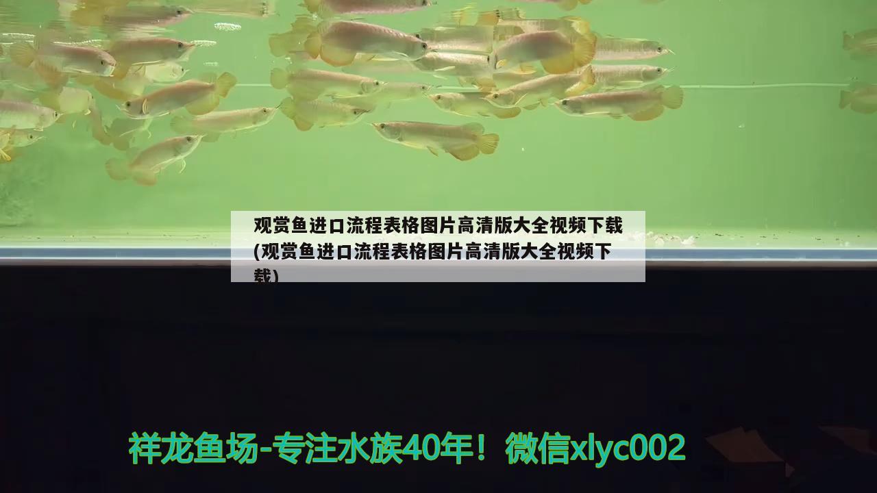 手工做魚缸過濾器(手工做魚缸過濾器圖片)