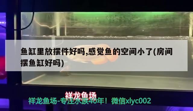 魚缸里放擺件好嗎,感覺魚的空間小了(房間擺魚缸好嗎) 熱帶魚魚苗批發(fā) 第1張