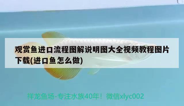 早上與晚上吃燕窩區(qū)別孕婦(孕婦吃燕窩是早上還是晚上) 馬來西亞燕窩