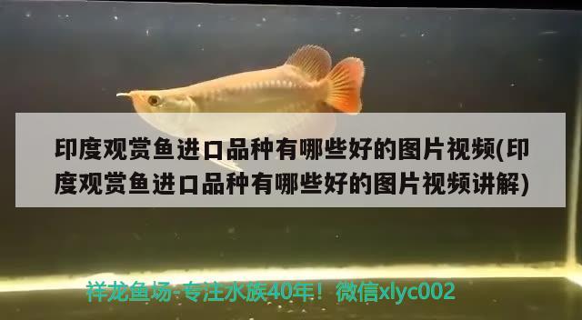 印度觀賞魚進口品種有哪些好的圖片視頻(印度觀賞魚進口品種有哪些好的圖片視頻講解) 觀賞魚進出口