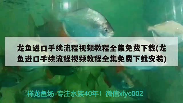 龍魚進(jìn)口手續(xù)流程視頻教程全集免費(fèi)下載(龍魚進(jìn)口手續(xù)流程視頻教程全集免費(fèi)下載安裝) 觀賞魚進(jìn)出口